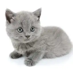 ブリティッシュショートヘア