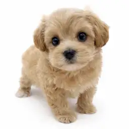 MIX（マルチーズ×トイプードル）