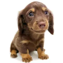 ミニチュア・ダックスフント