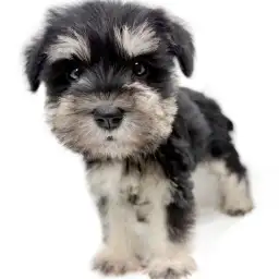 ミニチュア・シュナウザー