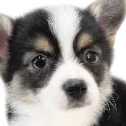 【 コーギー 】胴長短足むちむちボディの癒し系男子！希少なレアカラーにも注目！