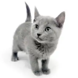 ロシアンブルー