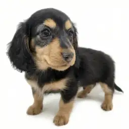 カニンヘン・ダックスフント