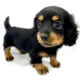 カニンヘン・ダックスフント