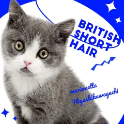 【 ブリティッシュショートヘア 】ハチワレは唯一無二の存在！丸みを極めた男の子！