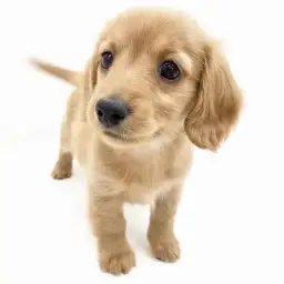 ミニチュア・ダックスフント