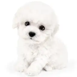 ビションフリーゼ