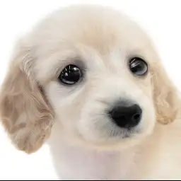 【 カニンヘンダックスフント 】優しさと幸せを運ぶ垂れ目の愛嬌抜群な女の子！