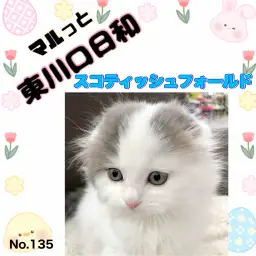 【 マルっと東川口日和No.135 】希少な神秘的毛色！垂れ耳スコティッシュ入店