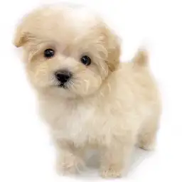 MIX（マルチーズ×トイプードル）