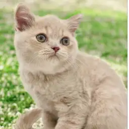 【 ブリティッシュショートヘア 】おおらかな性格で飼いやすい猫が登場