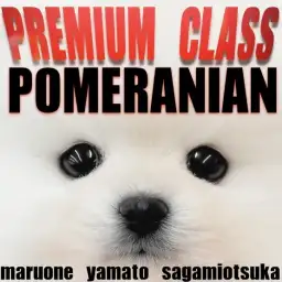 【 ポメラニアン 】圧倒的な愛らしさを持つ白たぬきポメはプレミアム認定の子犬！