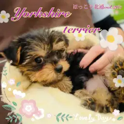 【 ほっこり北通vol.265 】ヨークシャーテリアのお耳が垂れ耳に可愛く変化！