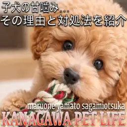 【 マルワン神奈川ペットライフ 】子犬の甘噛み対策！状況別の理由とお家での対処法