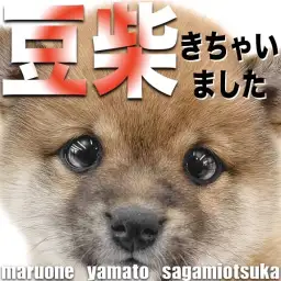 【 豆柴 】身体は超小柄！可愛すぎる顔と愛らしい仕草の魅力は絶大な生後2ヶ月の姿