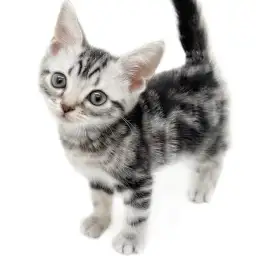 アメリカンショートヘア