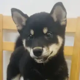 【 柴犬 】 凛とした美しさを纏う黒柴の男の子！ほっこり北通vol.269