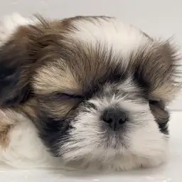 【 シーズー 】知名度高き人気者！鼻ぺちゃ界のお姫様が癒やしをお届けします！