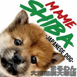 【 豆柴 】心を和ませる小さな紳士！癒しと可愛さが詰まった小さな日本犬が登場