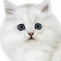 【 ペルシャ 】シルバーに輝く猫界の王様！気品と甘えん坊のギャップがたまらない