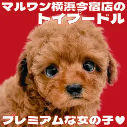 【 トイプードル 】濃厚レッドのプレミアムな女の子！オススメアイテムもご紹介！