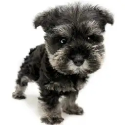 ミニチュア・シュナウザー