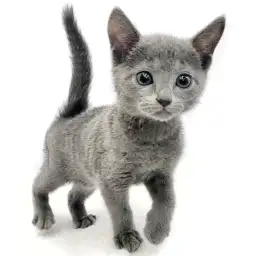 ロシアンブルー