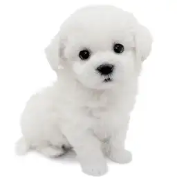 ビションフリーゼ