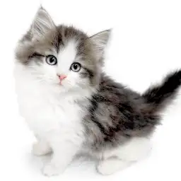 ノルウェージャンフォレストキャット