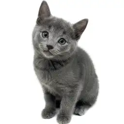 ロシアンブルー