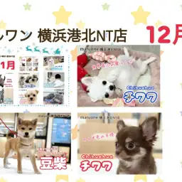 【 ブログリスト 】マルワン港北NT店12月に掲載されたブログ記事まとめ