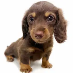 ミニチュア・ダックスフント