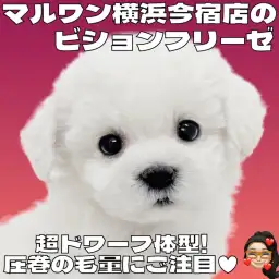 【 ビションフリーゼ 】初心者ユーザー必見のおっとりガール！生活ポイントも解説！