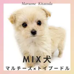 【 マルプー 】ぬいぐるみ超え?奇跡のバランスを持つ究極のベビーフェイスが登場!