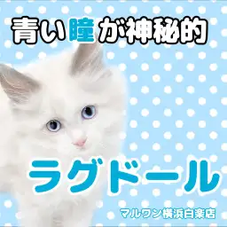 【 ラグドール 】マルワン白楽店の子猫情報！神秘的なブルーの瞳を持つ男の子！