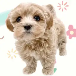 【 MIX犬 】マルプー争奪戦再び到来の予感！マルっと東川口日和No.141