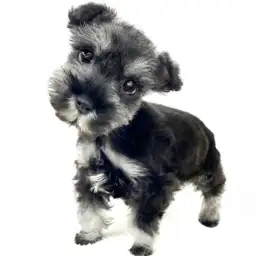 ミニチュア・シュナウザー