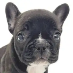 【 フレンチブルドッグ 】ブリンドル&ホワイトカラーがとても映える女の子!