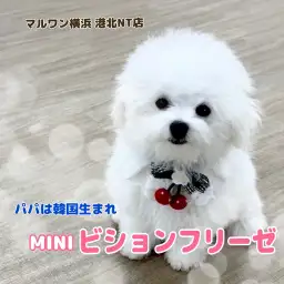 【  ビションフリーゼ 】大人気ミニビション!パパは韓国生まれ！