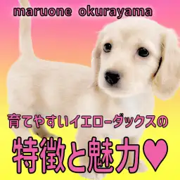 【 ミニチュアダックス 】育てやすいイエローダックスの特徴と魅力をご紹介！