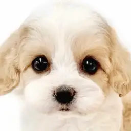 【 MIX 】丸顔と綺麗に入ったカラーが可愛い！マルワンのキャバションが大和市に