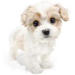 MIX（キャバリアキングチャールズスパニエル×ビションフリーゼ）