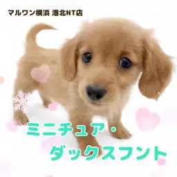 【 ミニチュア・ダックスフント 】愛嬌たっぷり！ゴールドカラーの女の子