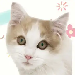 【 ノルウェージャン 】生後4ヶ月迎えた美猫！マルっと東川口日和No.140