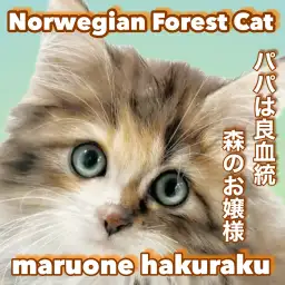 【 ノルウェージャンフォレストキャット 】良血統に生まれた気品溢れる美しきお嬢様