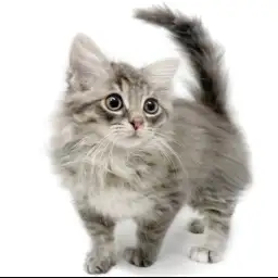 ノルウェージャンフォレストキャット