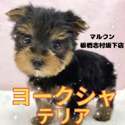 【 ヨークシャーテリア 】動く宝石!ヨーキーくんの今だけの瞬間を特別にご紹介!