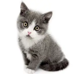 ブリティッシュショートヘア