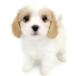 MIX（キャバリアキングチャールズスパニエル×ビションフリーゼ）