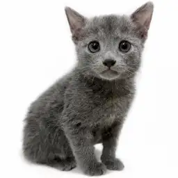 ロシアンブルー